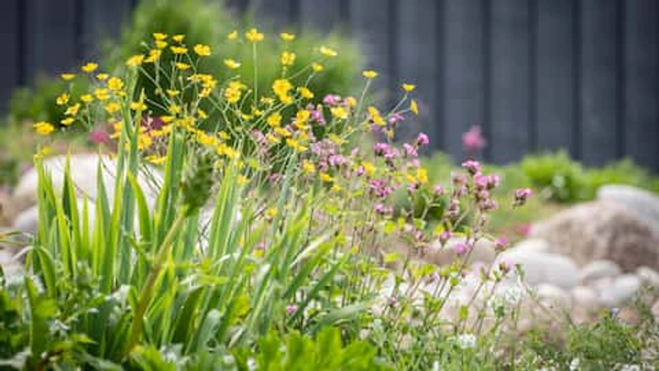 Small yellow flowers amongst foliage. There are stones and rocks in the background.