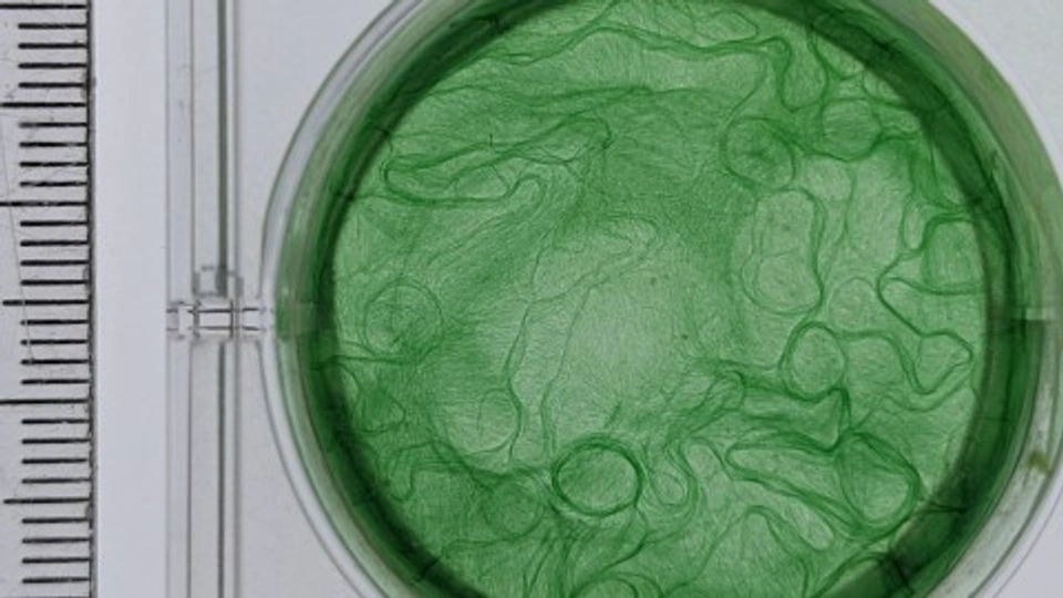 Algae in dish