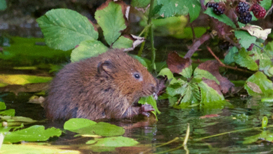 Water vole at the Holnicote Estate