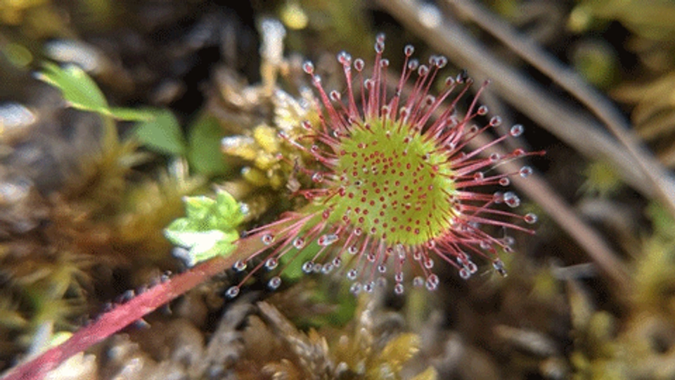 the sundew plant