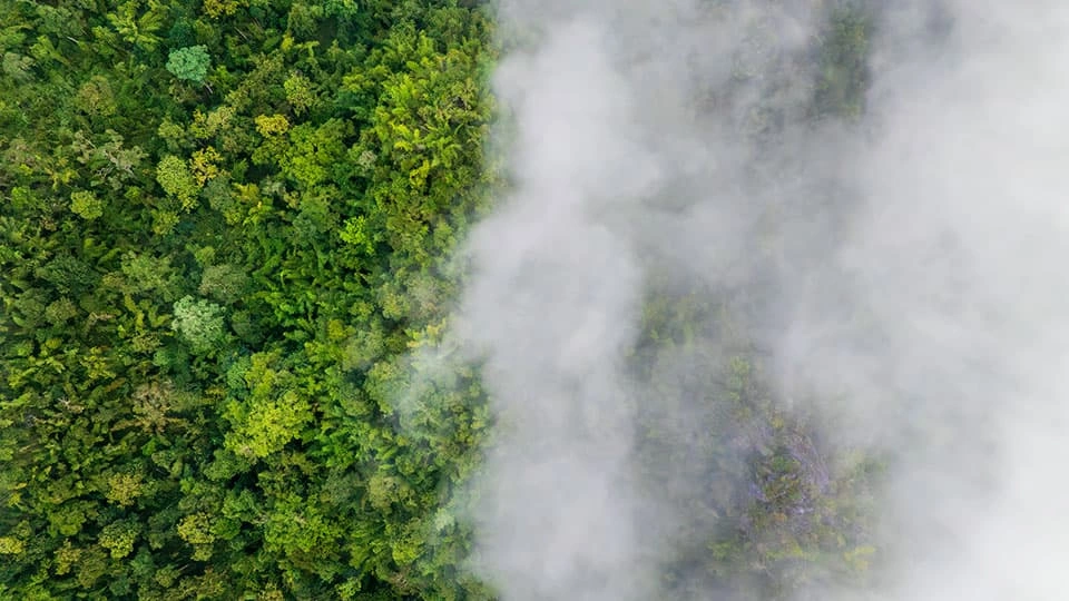 Smoke covering half of the top of a forest