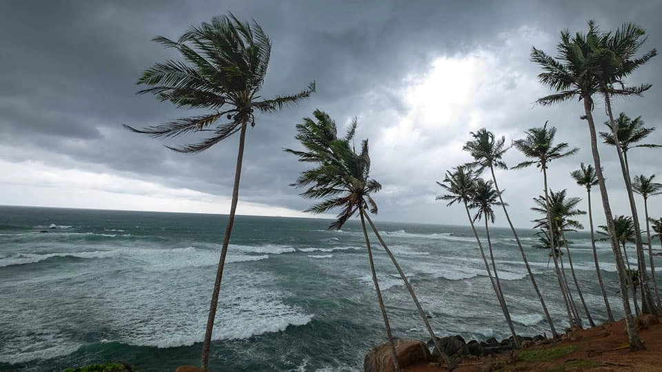 A group of palm trees being blown about in a storm surrounded by grey skies by the coast