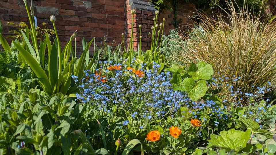 Flowers and greenery growing on Loughborough University campus.