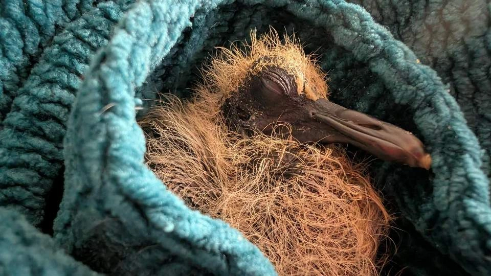 Close-up of a baby pigeon sleeping on a blanket.