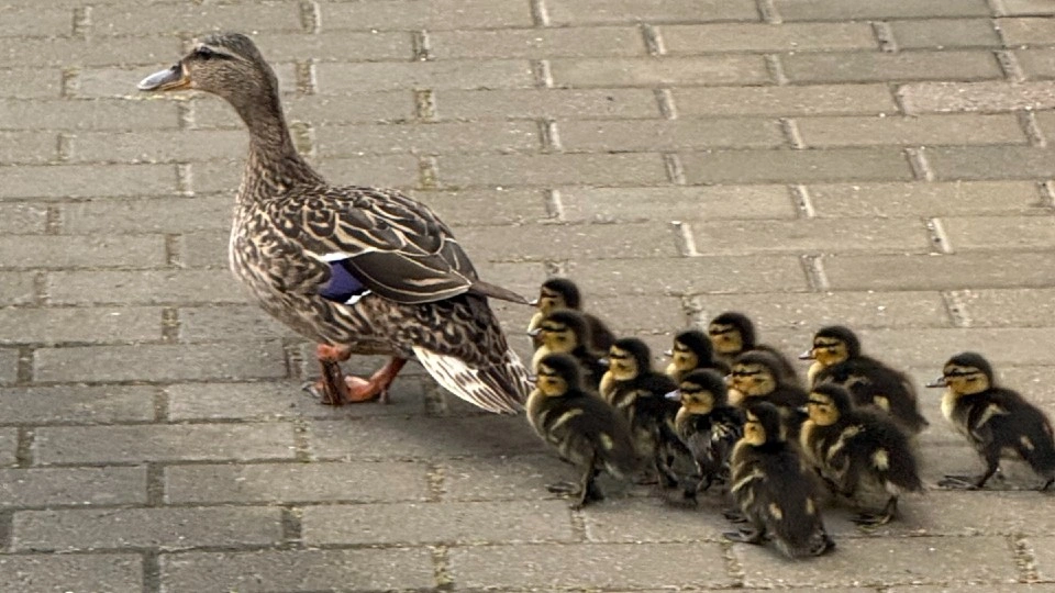A mother duck with a row of ducklings behind her.