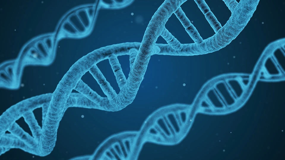Image of DNA 