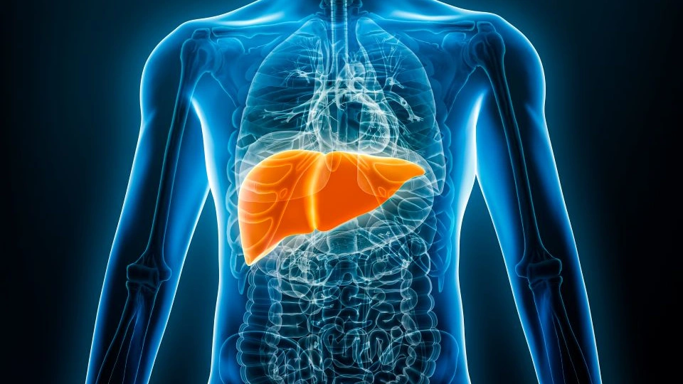A digital image of the human body showing the liver