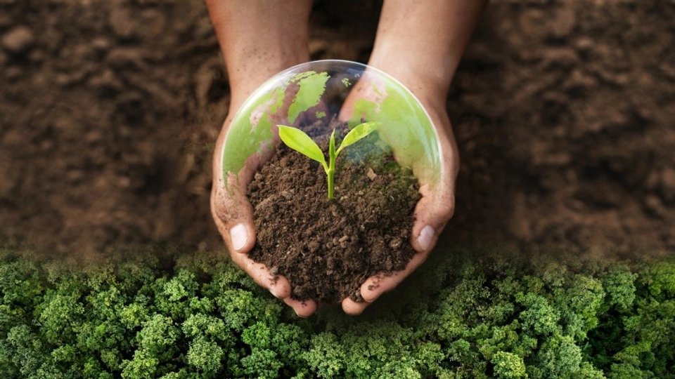 Hands holding a plant
