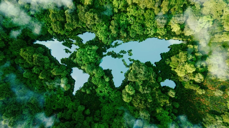 A forest from the air